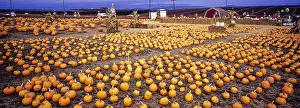 Pumpkins: Pumpkin farm - near Monterey, California USA