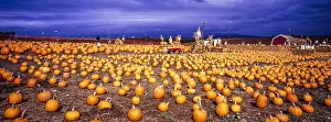 Pumpkins: Pumpkin farm - near Monterey, California USA