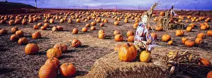 Pumpkins: Pumpkin farm - near Monterey, California USA