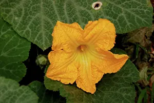 Pumpkins: Pumpkin Flower