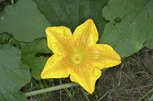 Pumpkins: Pumpkin flower