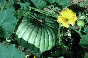 Pumpkins: Pumpkin Flower and Fruit