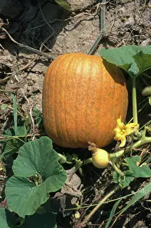 Pumpkins: Pumpkin Flower and Fruits