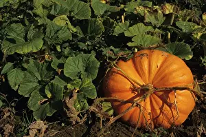 Patch: Pumpkin Patch