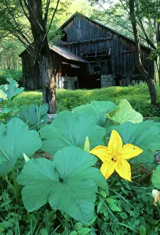 Pumpkins: Pumpkin Patch