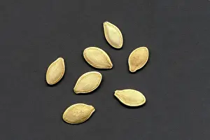 Pumpkins: Pumpkin Seeds