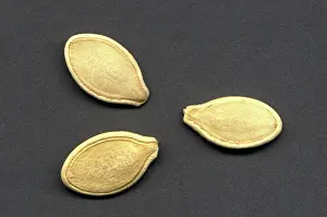 Pumpkins: Pumpkin Seeds