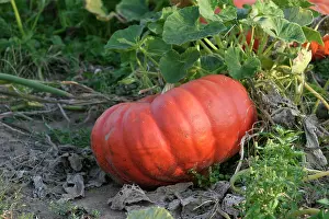 Allotment: Pumpkin - single, ripe orange fruit