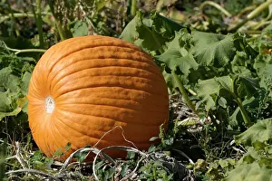 Allotment: Pumpkin - single, ripe orange fruit