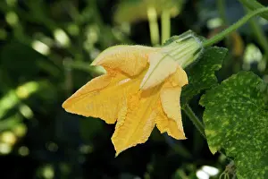 Squashes: Pumpkin / Squash - Potimarron / Hokkaido variety