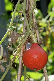 Squashes: Pumpkin / Squash - Potimarron / Hokkaido variety