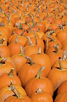 Pumpkins: Pumpkins