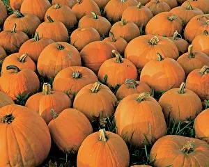 Pumpkins: Pumpkins