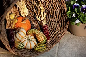 Pumpkins: Pumpkins and Corn