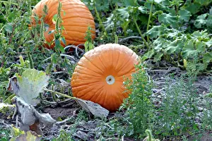 Allotment: Pumpkins - two, ripe orange fruits