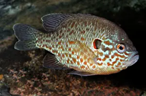 Lepomis: Pumpkinseed