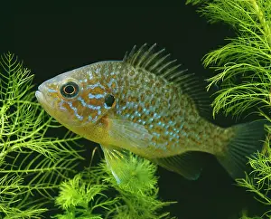 Lepomis: Pumpkinseed Bluegill / Sunfish