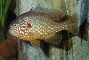 Lepomis: Pumpkinseed - freshwaters