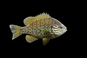 Lepomis: Pumpkinseed / Kiver Fish