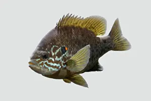 Lepomis: Pumpkinseed / Kiver Fish