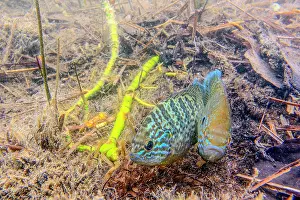 Fertilisation: Pumpkinseed (Lepomis bibbosus) depositing their