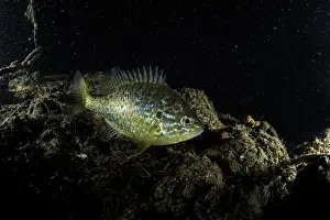 Como: Pumpkinseed, Lepomis gibbosus, lake Como also known