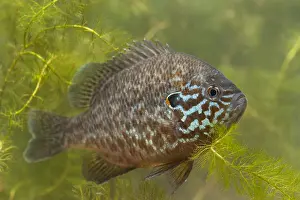 Alien: Pumpkinseed (Lepomis gibbosus) male swimming, T