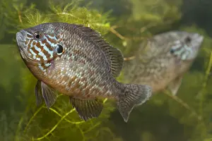 Introduced: Pumpkinseed (Lepomis gibbosus) pair swimming, T