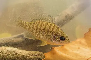 Alien: The pumpkinseed or sunfish (Lepomis gibbosus) swims