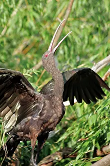 Plegadis: Puna Ibis