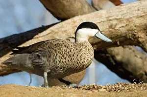 Anseriforme: Puna Teal