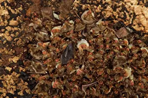 Cluster: Punic mouse-eared bat (Myotis punicus), cluster
