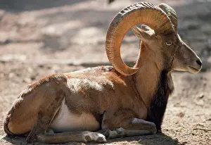 Urial: Punjab Urial Sheep - male