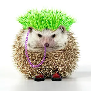 Wildilfe: Punk boy Hedgehog
