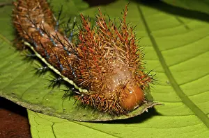 Stinging: Punk caterpillar