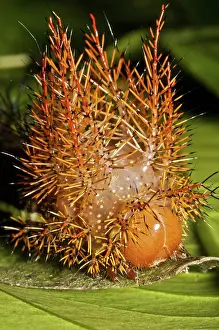 Stinging: Punk caterpillar