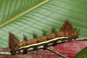 Stinging: Punk caterpillar