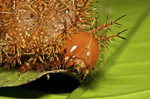 Stinging: Punk caterpillar