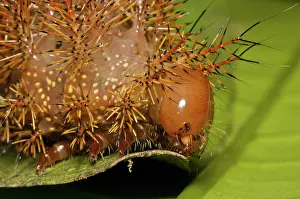 Stinging: Punk caterpillar
