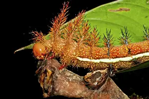 Stinging: Punk caterpillar