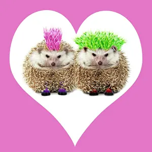 Wildilfe: Punk girl and boy Hedgehog - in pink heart shaped frame
