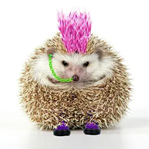Wildilfe: Punk girl Hedgehog