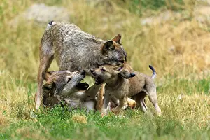 Wolf: Pup and two adult wolves in playful interaction in a meadow