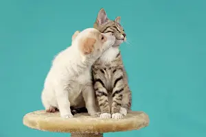 Mongrels: A pup kissing a kitten