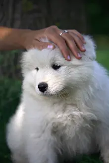 Samoyed: Pup Samoyede with the hand of his owner on the head