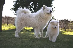Samoyed: Pup Samoyede with his mother