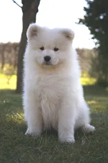 Samoyed: Pup Samoyede sat in a garden