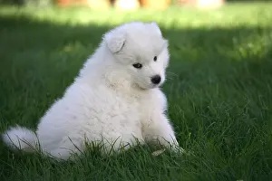 Samoyed: Pup Samoyede sitting in a garden