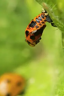 Coccinellidae: pupa and adult of Seven-spot Ladybird (Coccinella septempunc