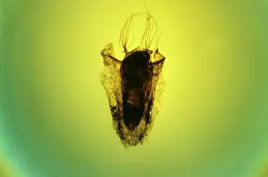 Emma Coghlan: Pupa of Black Fly